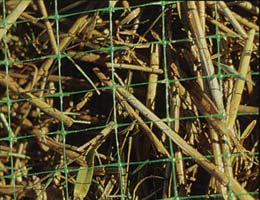 Tenax Radix Mesh